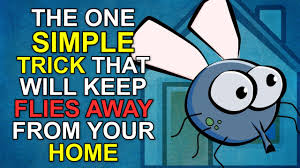 The air currents created will keep flies and mosquitoes away. Woman Reveals Simple Trick Guaranteed To Keep Flies Away From Your Home Birmingham Live