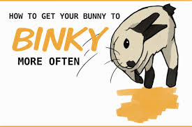So why does it seem like your rabbit hates you or is just plain mean? Bunny Binkies What Is That Weird Twist And Jump