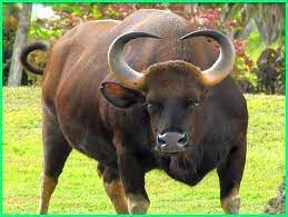 We did not find results for: 12 Hewan Nasional Negara Asia Tenggara Gambar Dan Penjelasannya Dunia Fauna Hewan Binatang Tumbuhan Animals Omnivorous Animals Majestic Animals