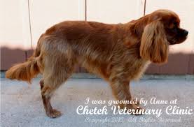Cavalier King Charles Spaniel Summer Haircut Google Search Cavalier King Charles Cavalier King Charles Spaniel King Charles Cavalier Spaniel Puppy