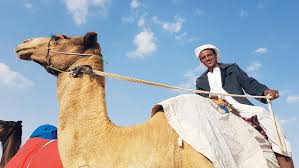 When it comes to salary packages, this is where skills and experience matter the most. Inside The Uae S Camel Beauty Contests Friday Magazine