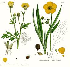 Image result for Ranunculaceae