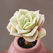2/3 my cacti and succulent may 2018 update. Amazon Com Succulent Echeveria Lovely Rose Rosette Succulent In 2 Plants Container For House Office Wedding Party Decor The Valentine S Gift Garden Outdoor
