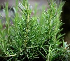 This article talks about perennial herbs, meaning they will live for several years. Perennial Herbs To Grow In Your Garden Healthygreensavvy