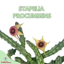 Image result for Huernia procumbens