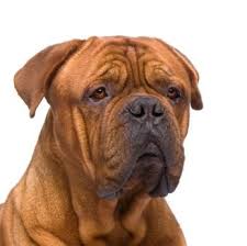 Rare Mastiff Breeds Lovetoknow