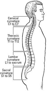The movable vertebrae are divided into three regions: How The Vertebrae Are Grouped Dummies