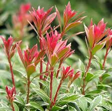 Image result for Pieris japonský little heath obrázek