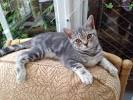 Kitten Silver Tabby