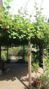 3 4 Cirkel Pergola Met Kiwi Garden Projects Plants Pergola
