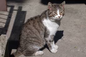 Then there is the tabby cat to consider. Grey Brown And White Tabby Cat Free Image Peakpx