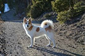 They are not shy or nervous but are alert and self confident. Norrbottenspets Dog Breeds Spitz Dogs Doggy