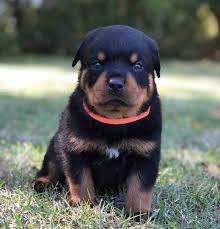 We did not find results for: Why Do Some Rottweilers Have A White Spot On The Chest All Red Mahogany Rottweiler Pictures Mississippi Rottweilers