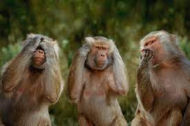 Mongkey and cat couple, monyet dan kucing bisa pacaran, kok bisa ya, lihat saja подробнее. 22 Funny Monkey Pictures That Are Sure To Make You Laugh In 2021 Funny Monkey Pictures Monkey Wallpaper Monkeys Funny