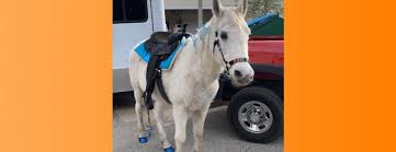 Corey has worked for santa's village and has been running the business for the past year. Noah S Landing Mobile Petting Zoo