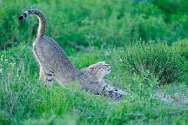Lions wandering a dusty savannah. Discover The Rarest And Most Elusive Animals In Africa Wildlife