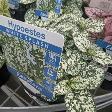 Image result for Hypoestes cancellata