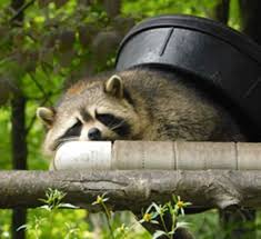 You may have a problem with raccoons using your home as a den. Pest Control Toronto Pesticon Exterminator Services