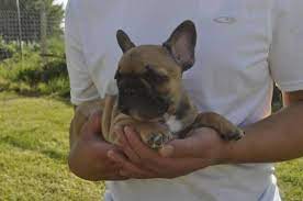 Microchipped and ready to go. Akc French Bulldog Puppies For Sale In Finley Washington Classified Americanlisted Com