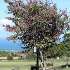 Image result for Bauhinia purpurea