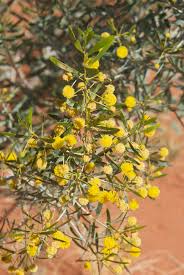 Image result for Dictyophleba