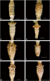 Image result for Commicarpus pilosus