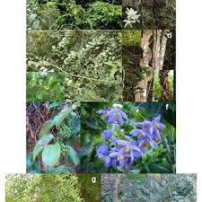 Image result for Secamone filiformis
