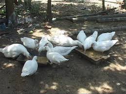 We did not find results for: Nuoi Vá»‹t Xiem Lam Giau Mau Lá»›n Va Tiáº¿t Kiá»‡m