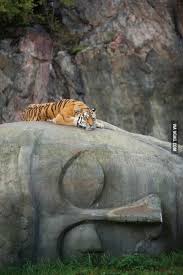 Tiger Resting On A Buddha Head Animals Animals Beautiful Wild Cats