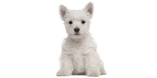 Many veterinarians are recommending them because they are often healthier and live longer than pure breeds. North Carolina Puppies For Sale From Vetted Dog Breeders