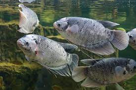 Langkah berikutnya dalam 6 cara budidaya ikan gurame di aquarium serta cara merawatnya yaitu dengan melakukan penanaman benih yang telah anda pilih dalam aquarium yang sebelumnya terlah anda sediakan. Cara Budidaya Ikan Gurame Untuk Pemula Ikanesia Id