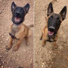 Greeley Man Raised Puppies Stolen 5 Months Later Police Seek Help Finding Them Greeley Tribune