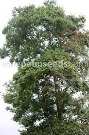 Image result for Vitex thyrsiflora