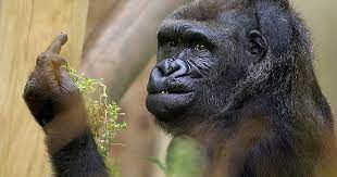 Check spelling or type a new query. Gorilla Shows Middle Finger To Zoo Visitors Trying To Take His Picture Bored Panda