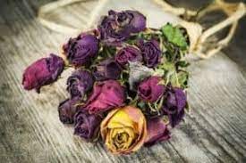 With unflavored dental floss, secure the bottom of the flowers' stems to a hanger so that they hang upside down to dry. How To Dry Flowers Fast Adrian Durban Florist