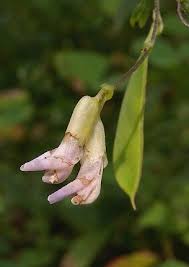 Image result for Amphicarpaea