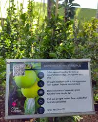 Image result for Dovyalis afra