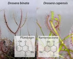 Image result for Drosera pilosa