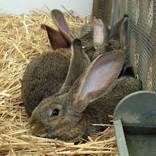 Flemish giant rabbits weigh 6.8 kilograms (15 lb) on average, though the biggest ones can weigh up to 10 kilograms (22 lb), and the longest one on record (in fact, holding the record for the longest rabbit in the world of any kind), measured about 1.3 metres (4 ft 3 in) long. Flemish Giant Rabbit Breed Information Caring Guide Uk Pets
