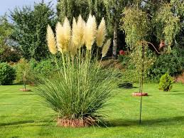 Pin Op Tuininspiratie