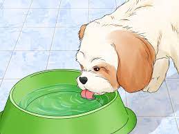 Maybe you would like to learn more about one of these? 6 Easy Ways To Treat A Dog Uti Wikihow