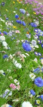Wild Flowers Wild Flowers Pretty Flowers Flower Field