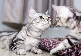 Male And Female American Shorthair Cats American Shorthair Cat And Kittens American Shorthair Cat Kittens American Shorthair Cat American Shorthair Cats