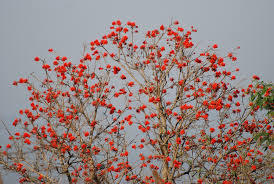 Image result for Erythrina lysistemon