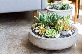 The game started at 10:15 p.m. Cactus Succulent Bowls