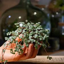 Image result for Pilea angolensis