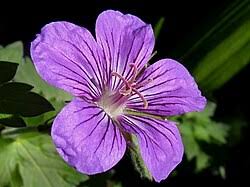 Image result for Geranium mlanjense