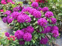 Rhododendron Hybridum Rasputin In 2020 Plants Tree Identification Planting Flowers
