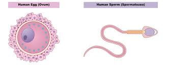 Draw and label and egg and images. Egg And Sperm Bioninja