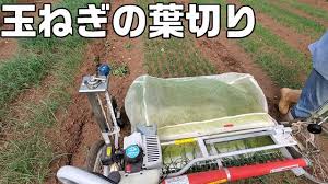苗床で玉ねぎ苗の葉切り Youtube